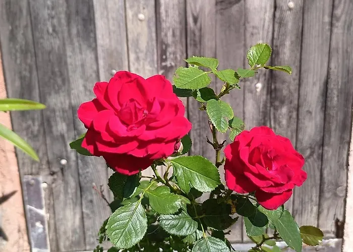 Maison Dans Village Rural Prázdninový dům Saint-Louis-et-Parahou